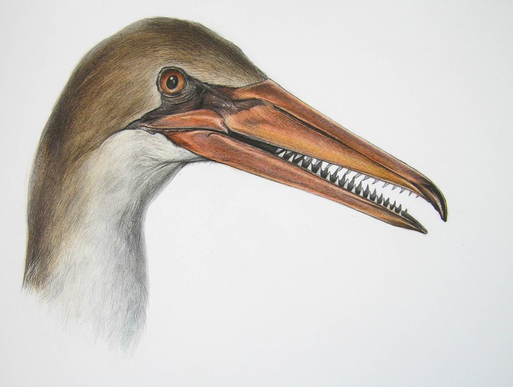Hesperornis rossicus