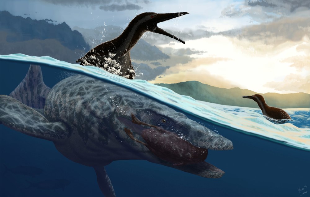 Platecarpus tympaniticus