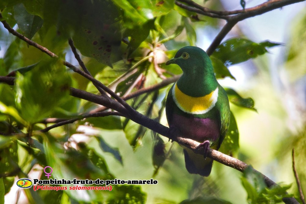 Желтозобый пестрый голубь