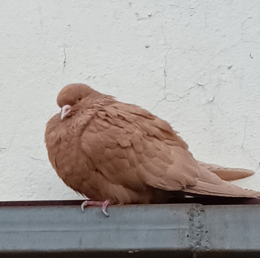 Потерялся голубь белый с коричневым