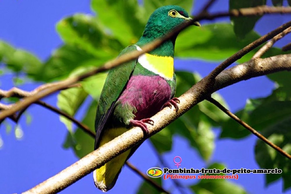 Ptilinopus solomonensis