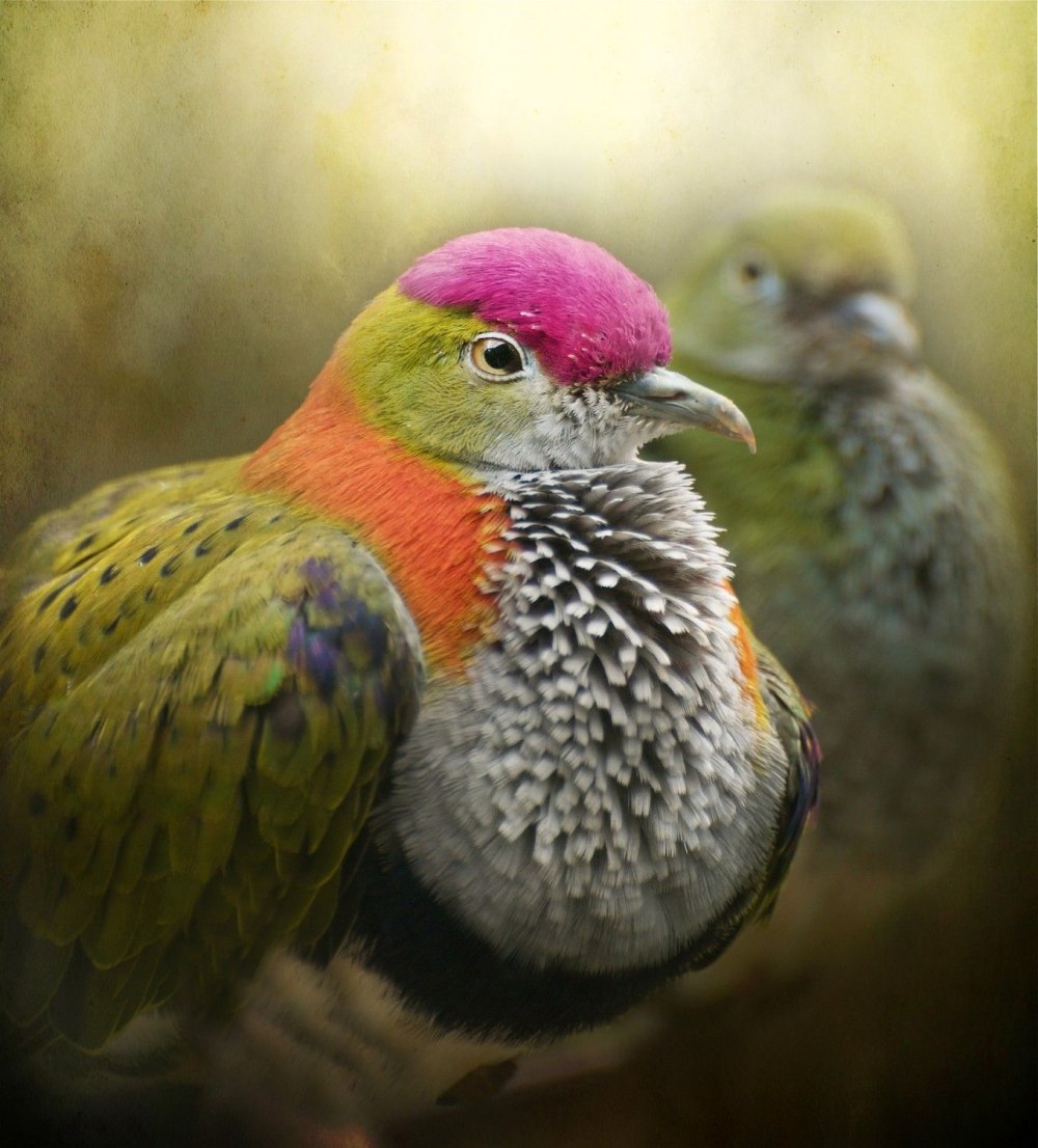 Малиновошапочный пестрый голубь