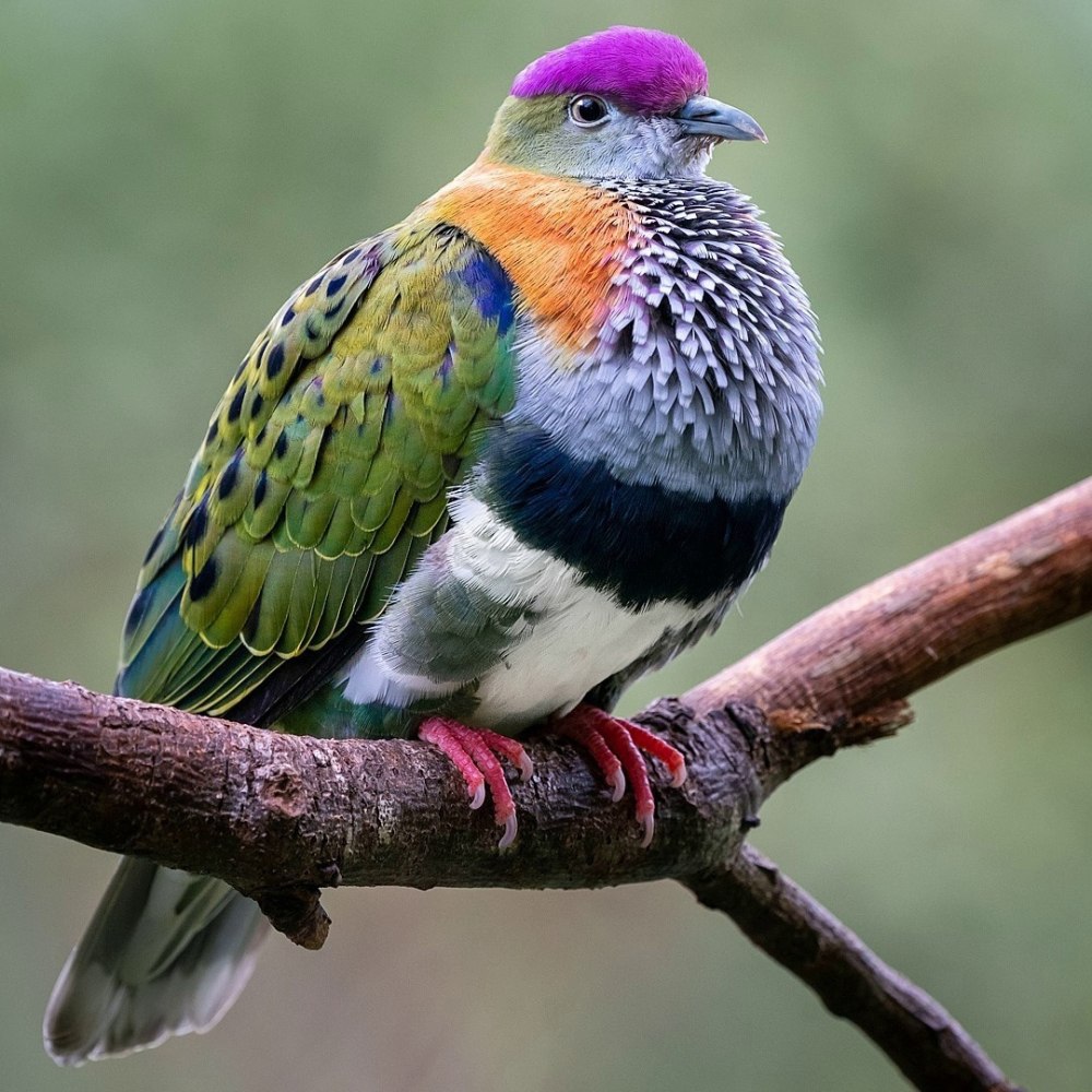 Малиновошапочный пестрый голубь