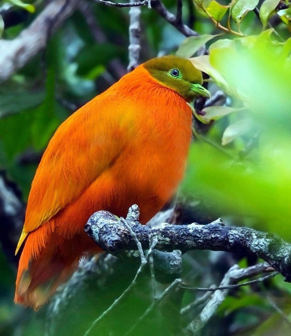 Ptilinopus solomonensis