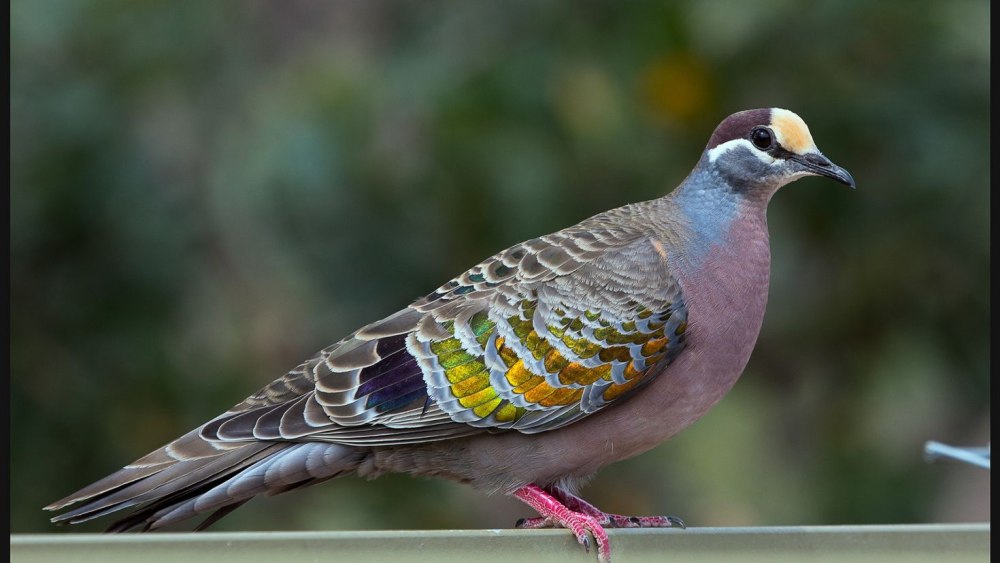 Длинноклювый пёстрый голубь
