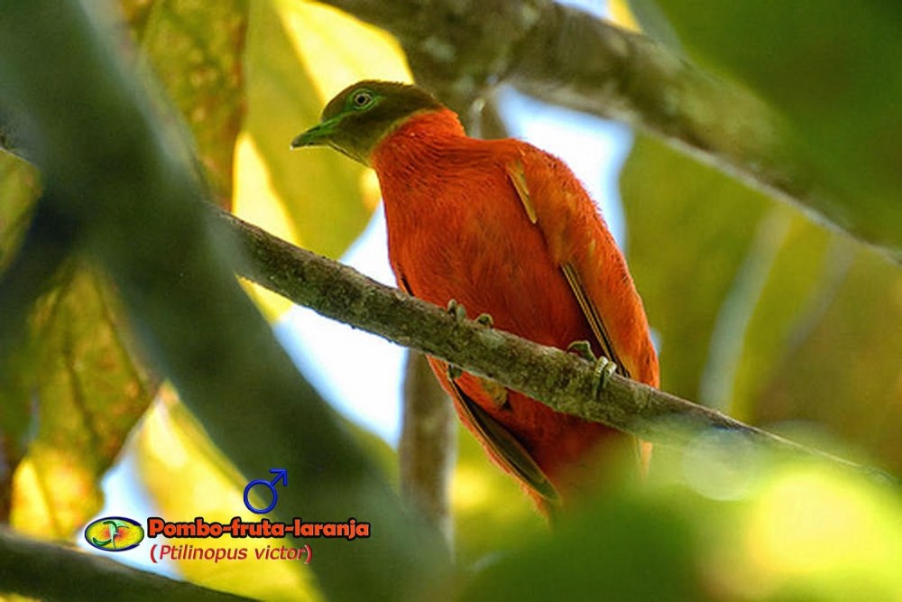 Оранжевый и золотой пестрые голуби