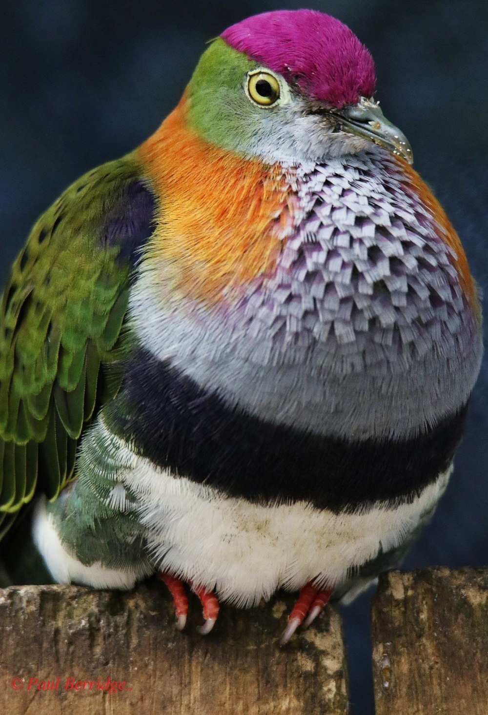 Малиновошапочный пестрый голубь