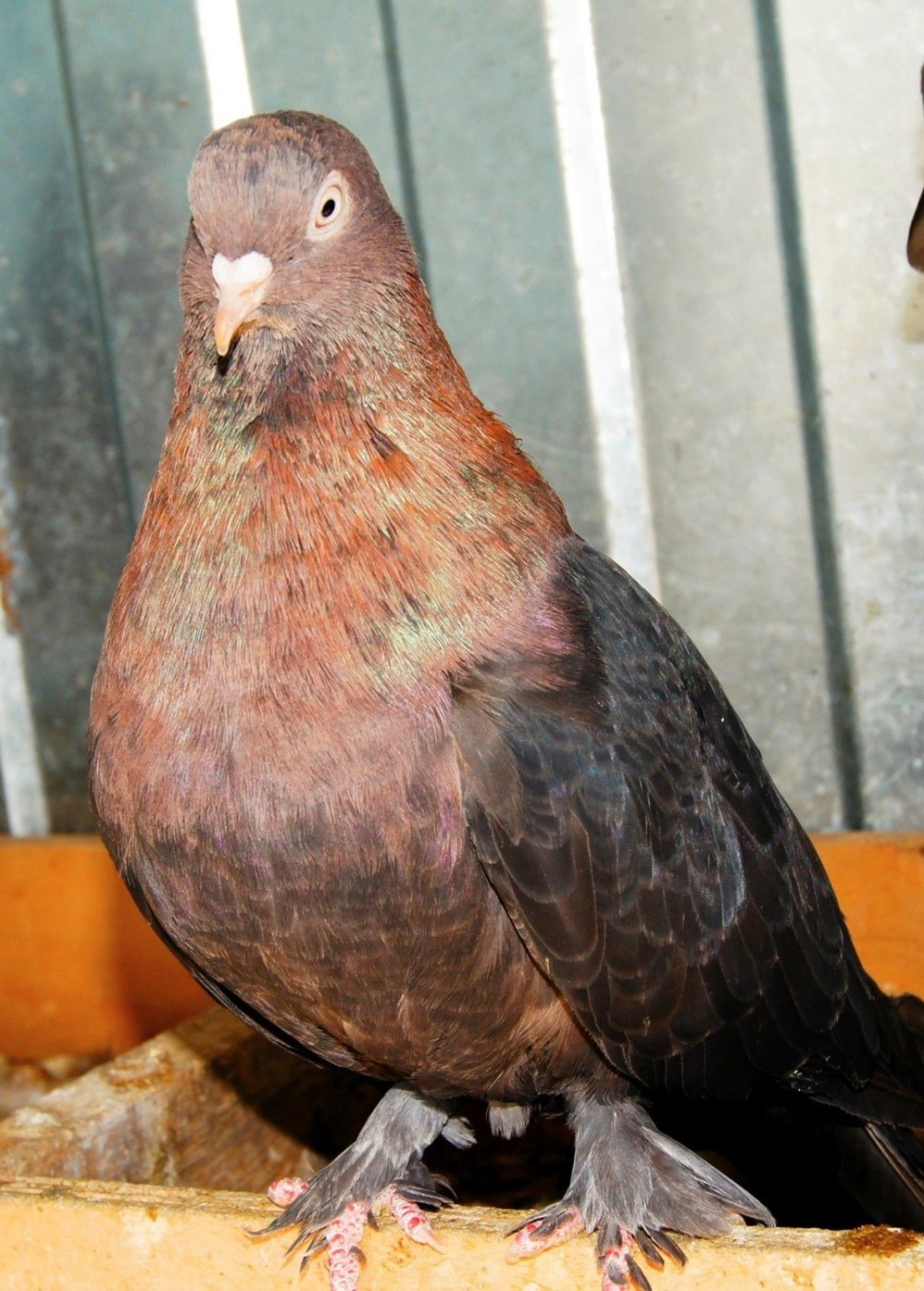 Крымские голуби высоколетные