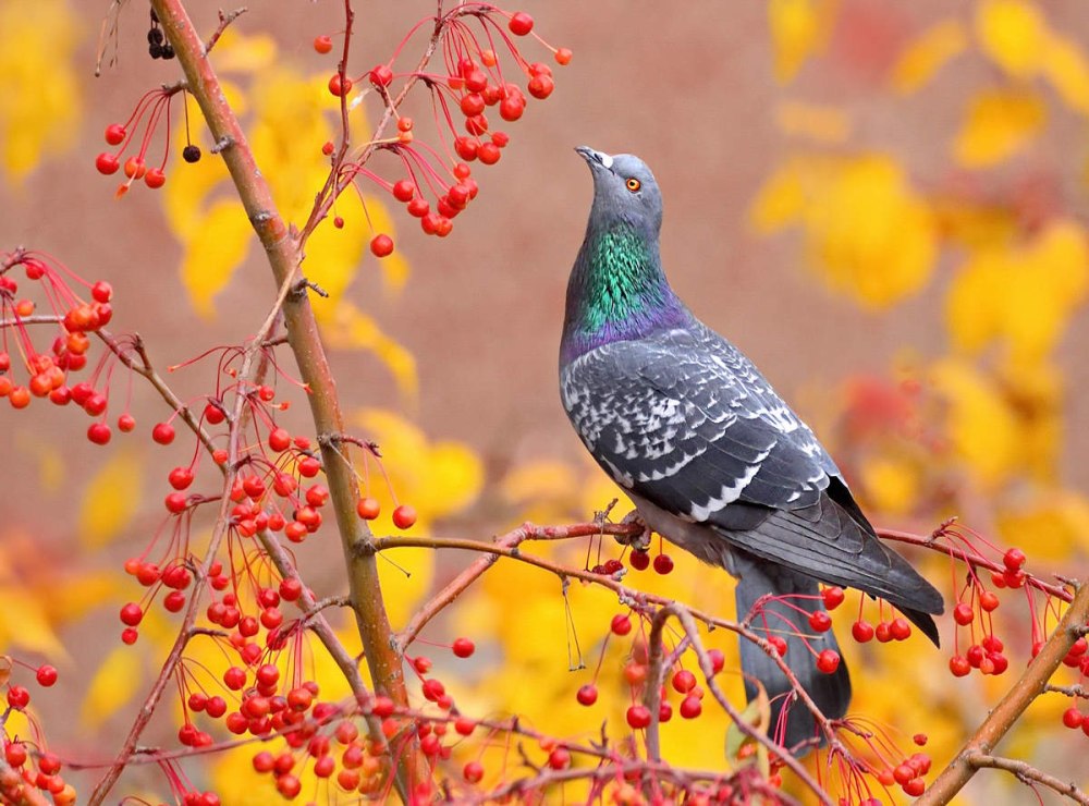 Природа и животные осенью