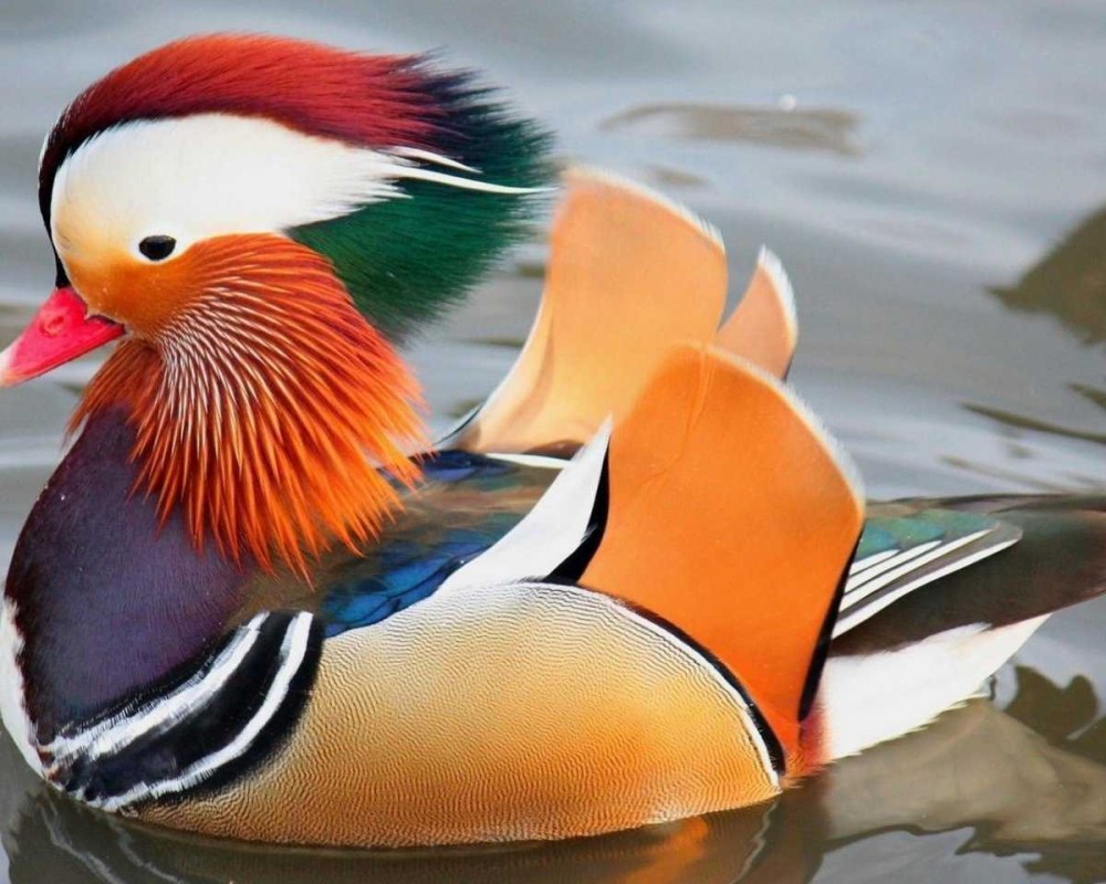 Утка Мандаринка альбинос