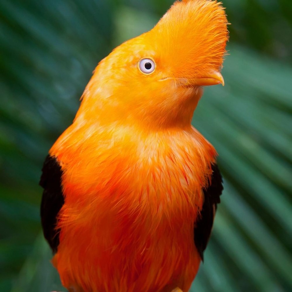 Андский петушок