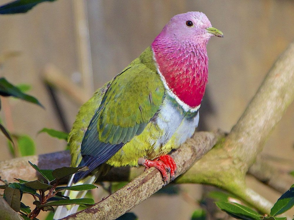 Розовоголовый пёстрый голубь