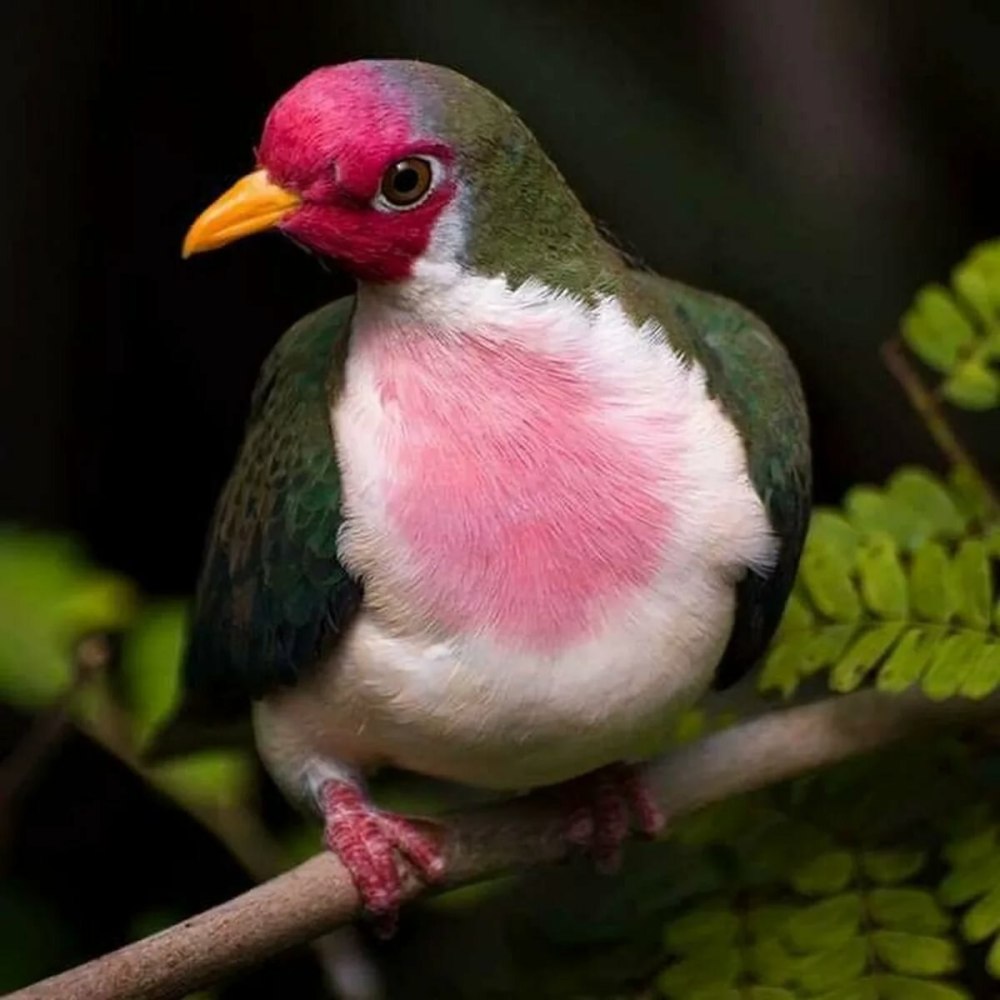 Малиновошапочный пестрый голубь