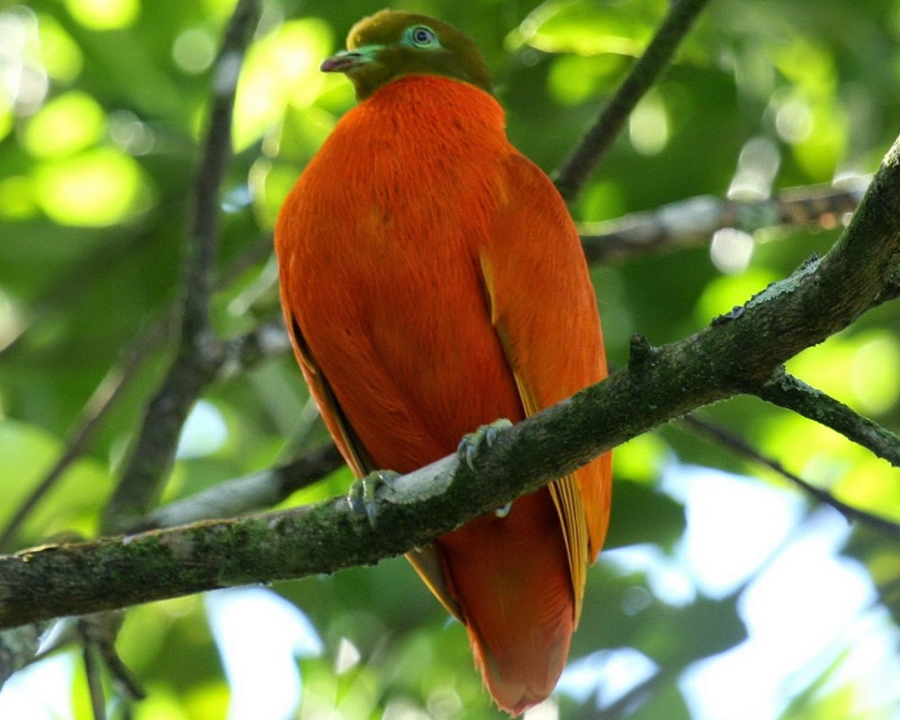 Птица апельсин