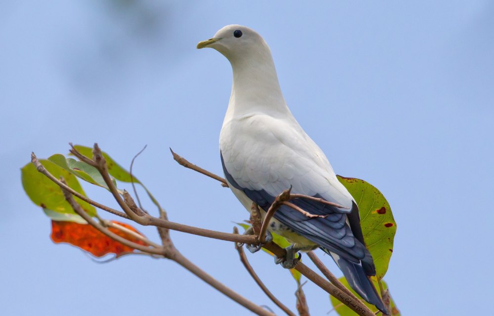 Двуцветный фруктовый голубь
