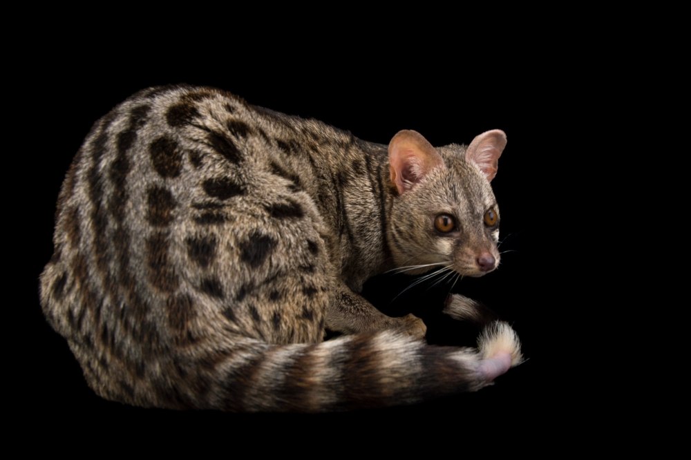 Кошки фото