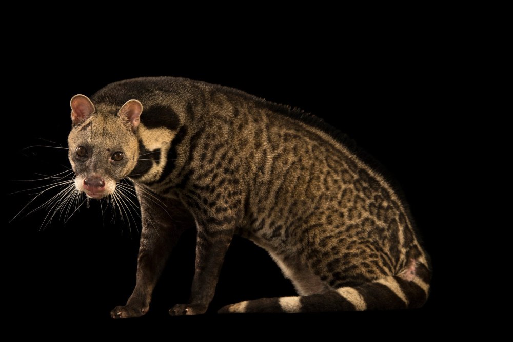 Joel Sartore