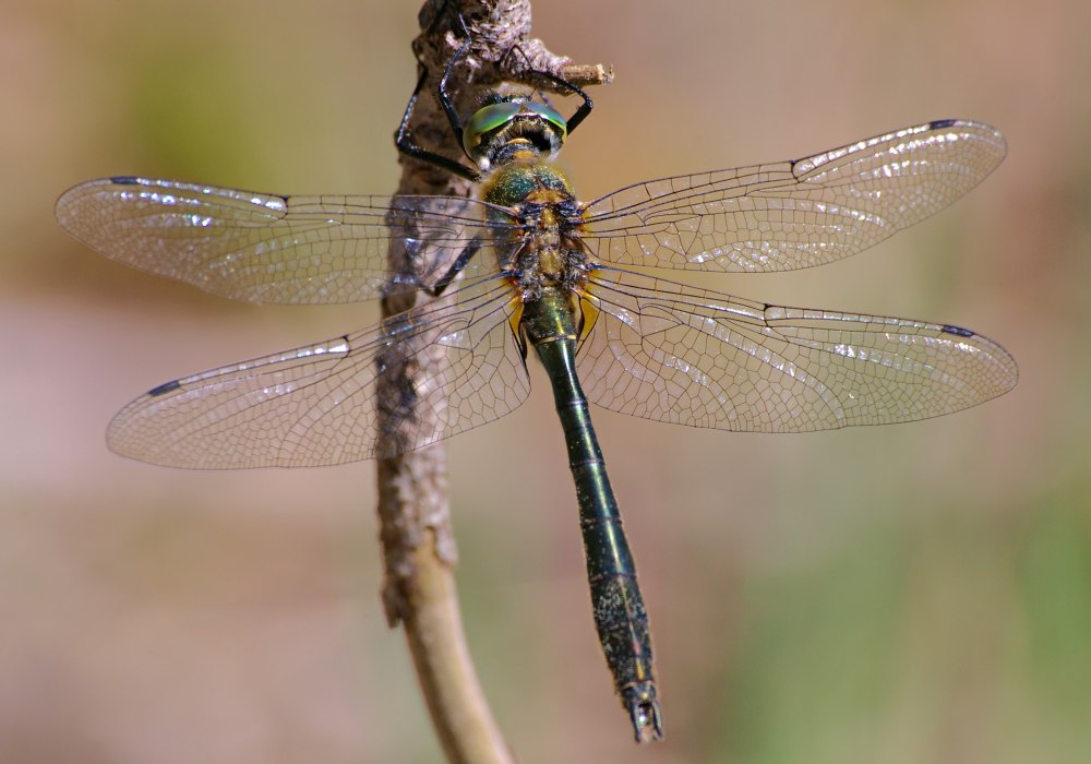 Cordulia aenea