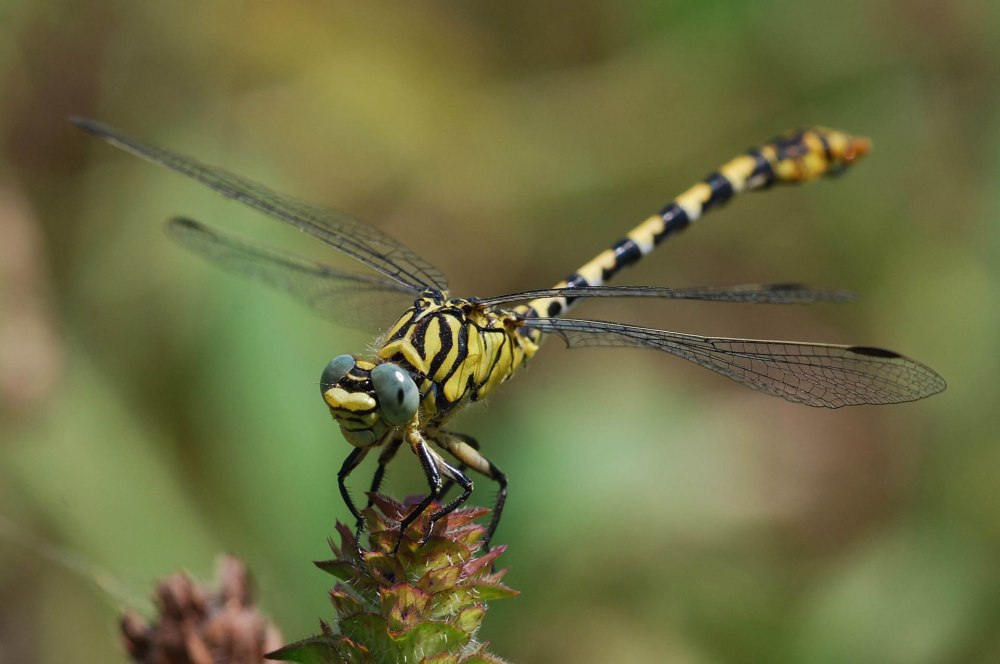 Onychogomphus forcipatus