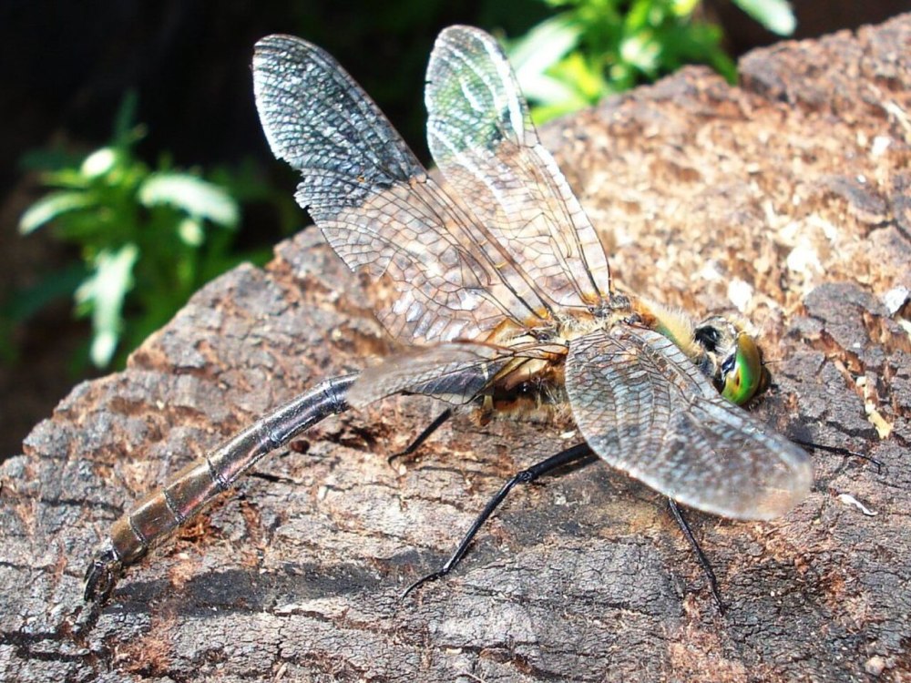 Somatochlora Metallica