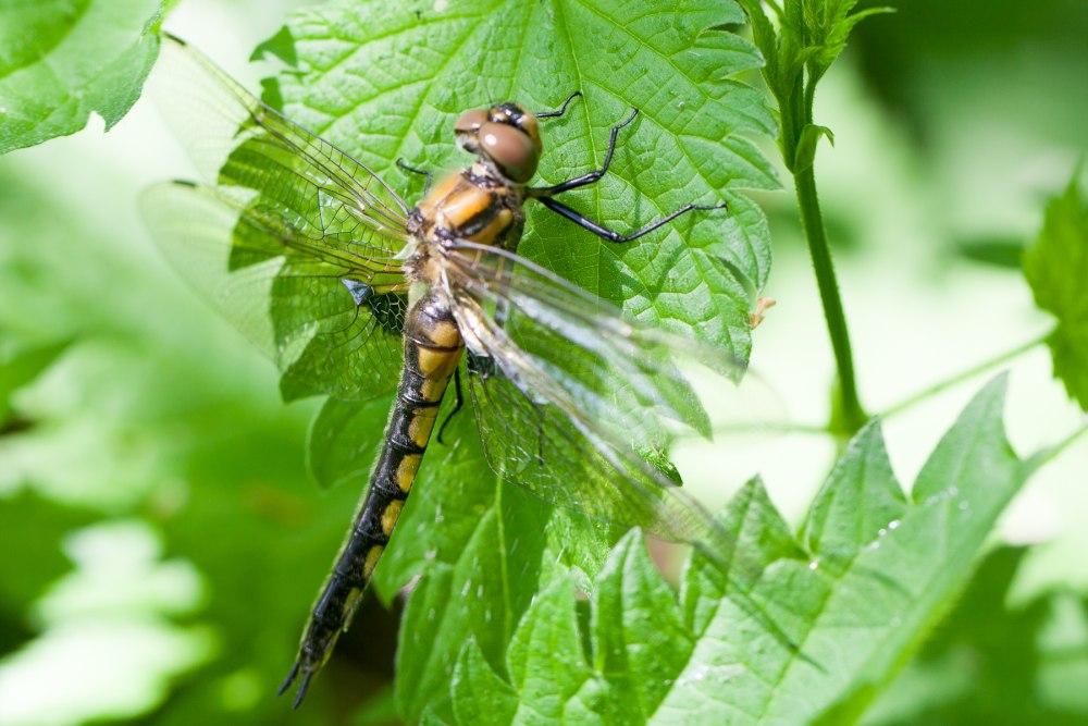 Epitheca bimaculata