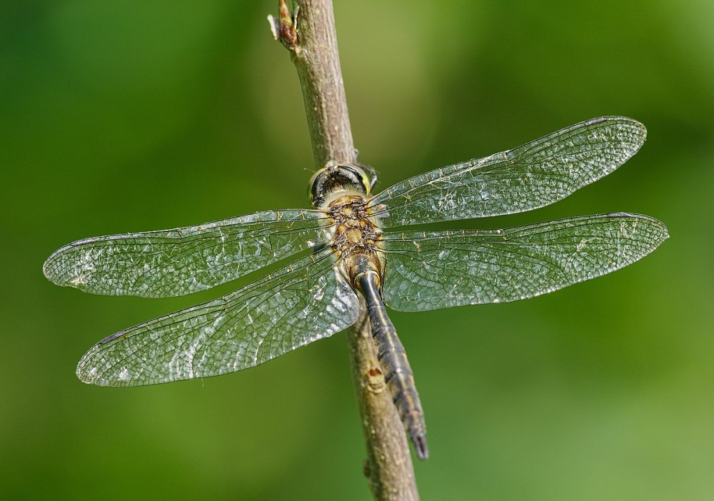 Разнокрылые Стрекозы Anisoptera