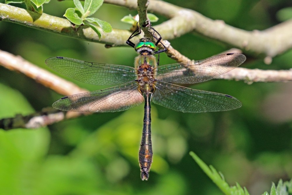 Стрекозы (Odonatoptera)
