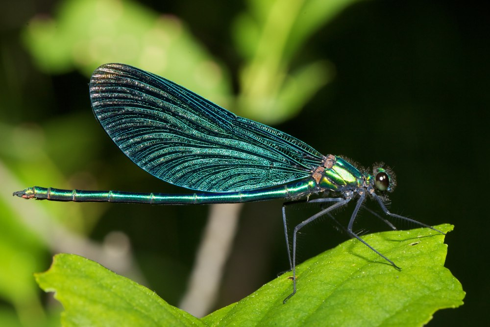 Demoiselle . Стрекоза