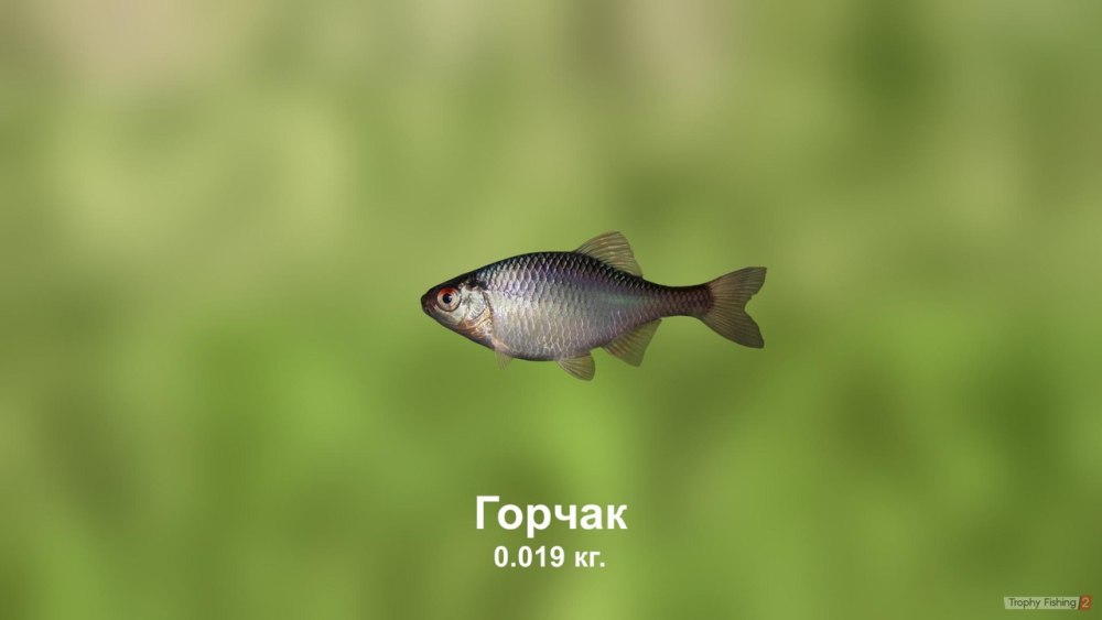 Горчак, Синявка