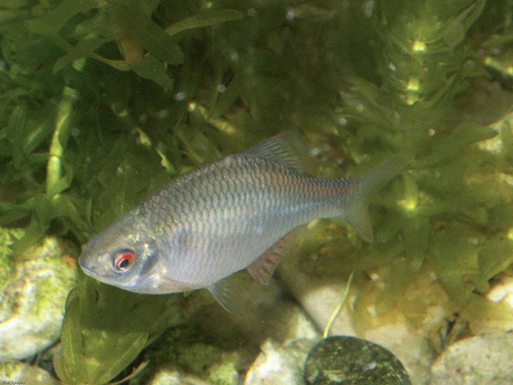 Обыкновенный горчак Rhodeus sericeus