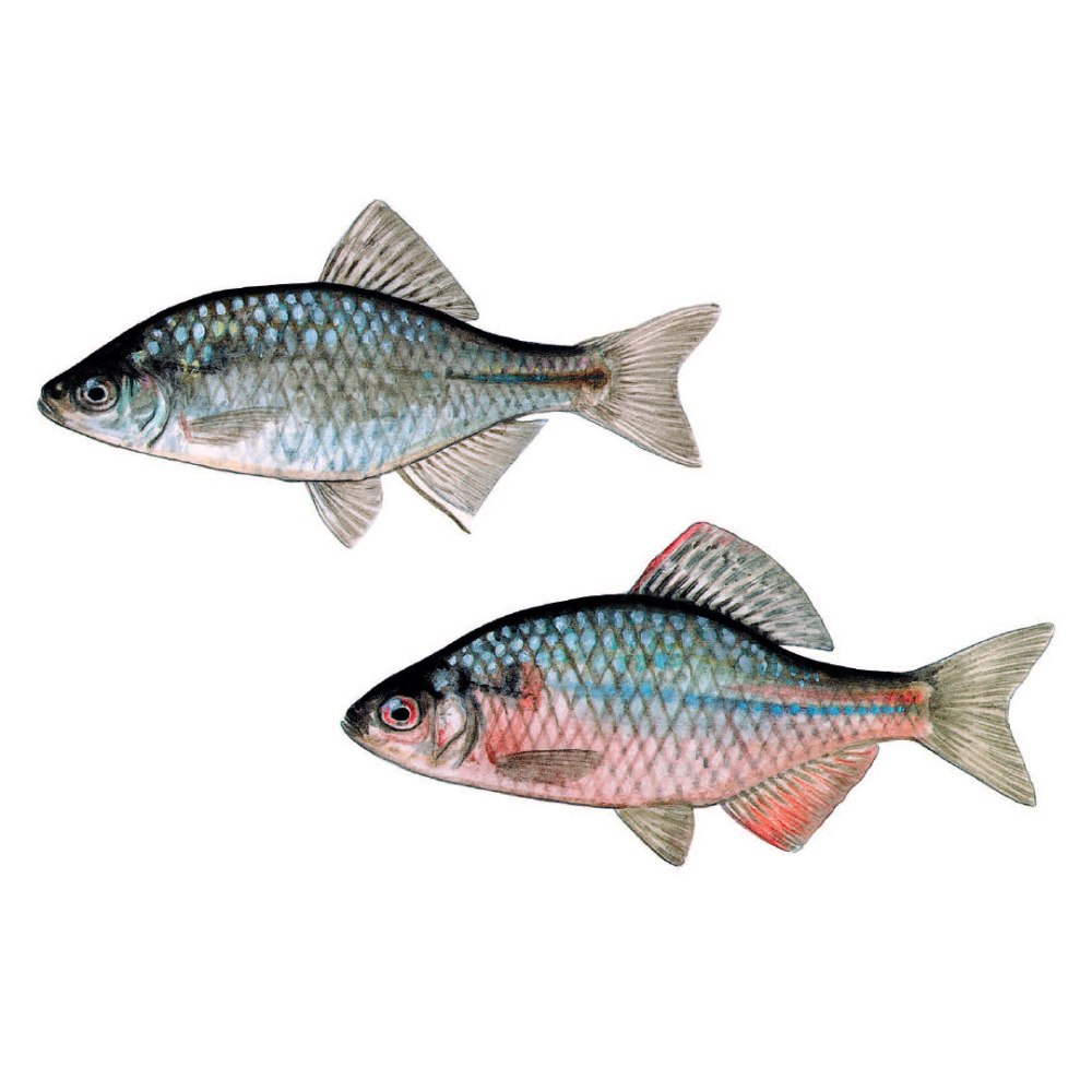 Rhodeus sericeus