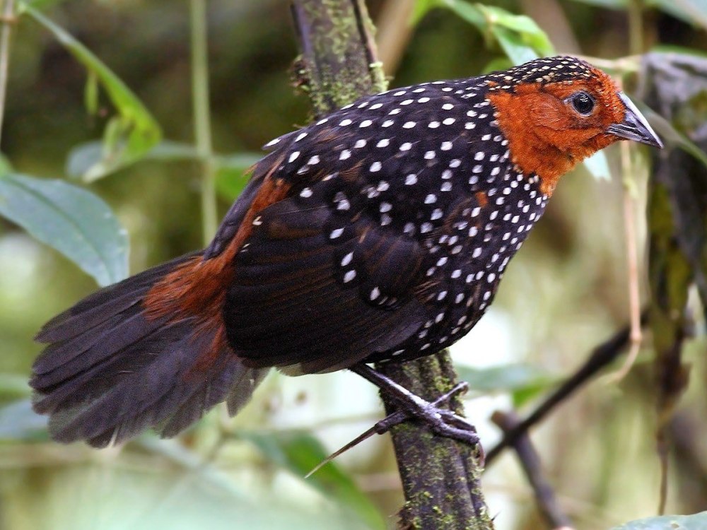 Acropternis Orthonyx