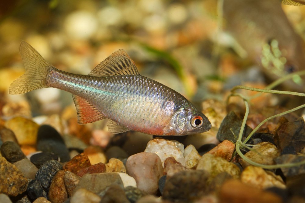 Обыкновенный горчак Rhodeus sericeus