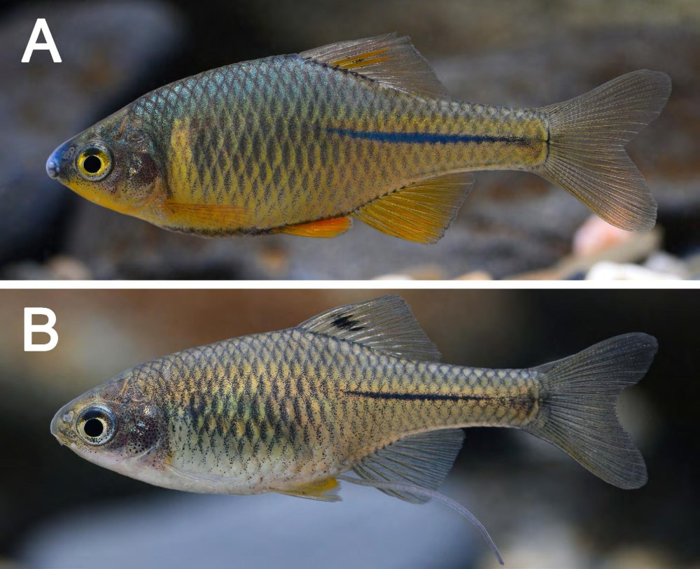 Самка горчака (Rhodeus sericeus),