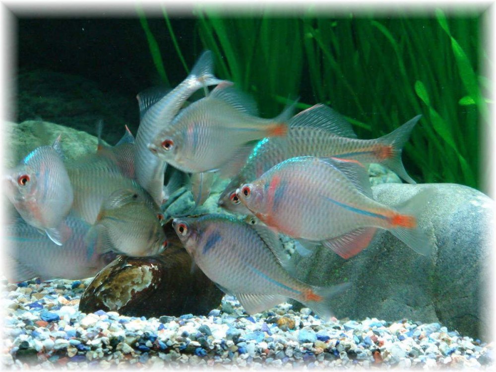 Горчак (Rhodeus sericeus)