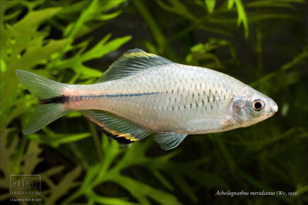 Ахейлогнатус Меридианус (Acheilognathus Meridianus)