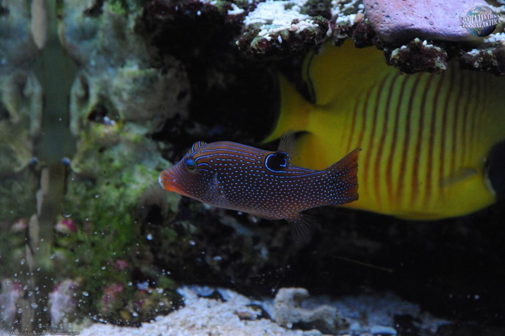 Canthigaster solandri