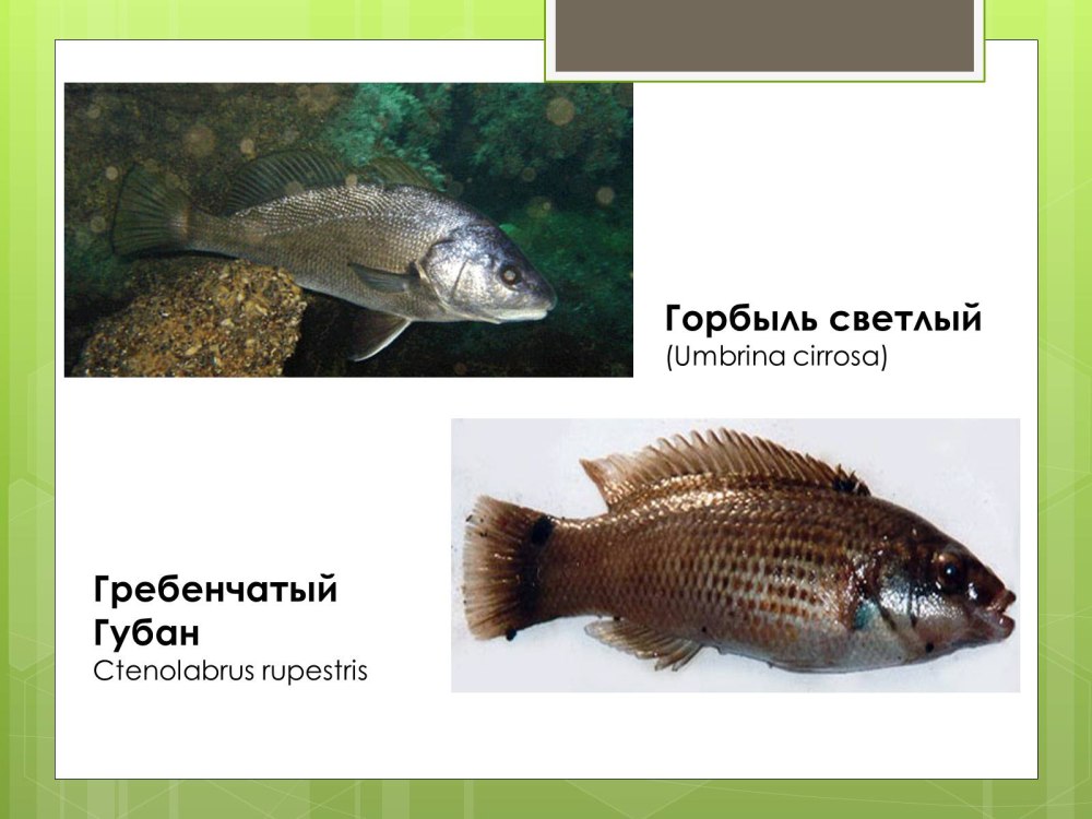 Светлый горбыль красная книга