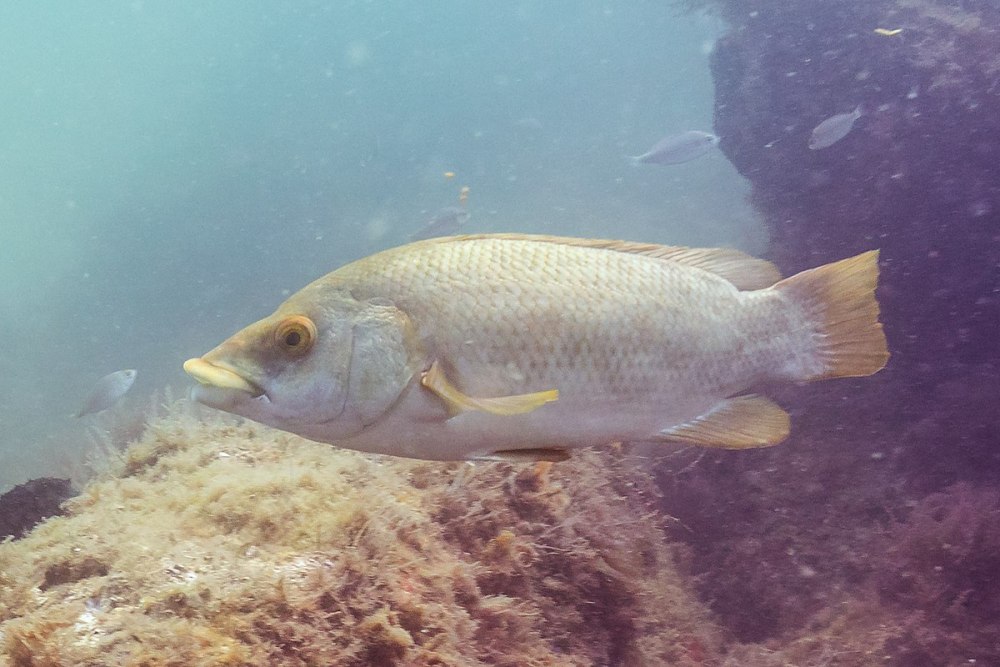 Labrus bergylta