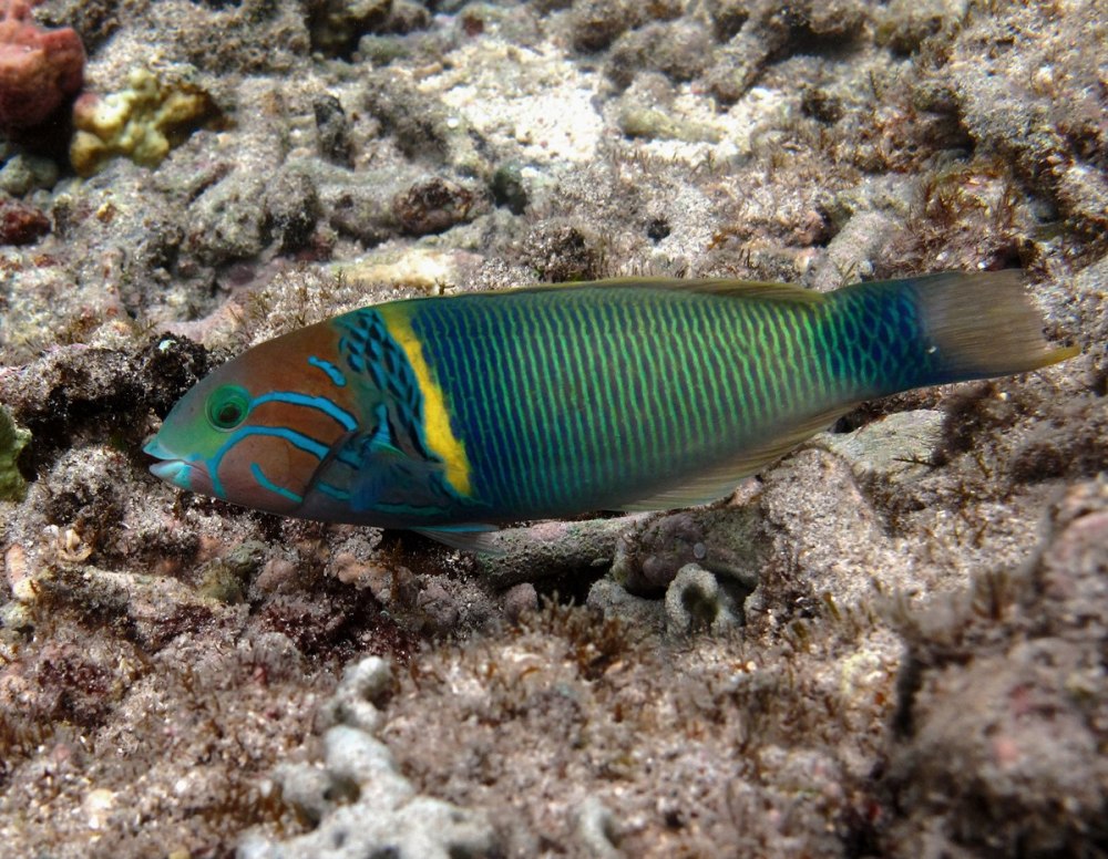 Wrasse рыба