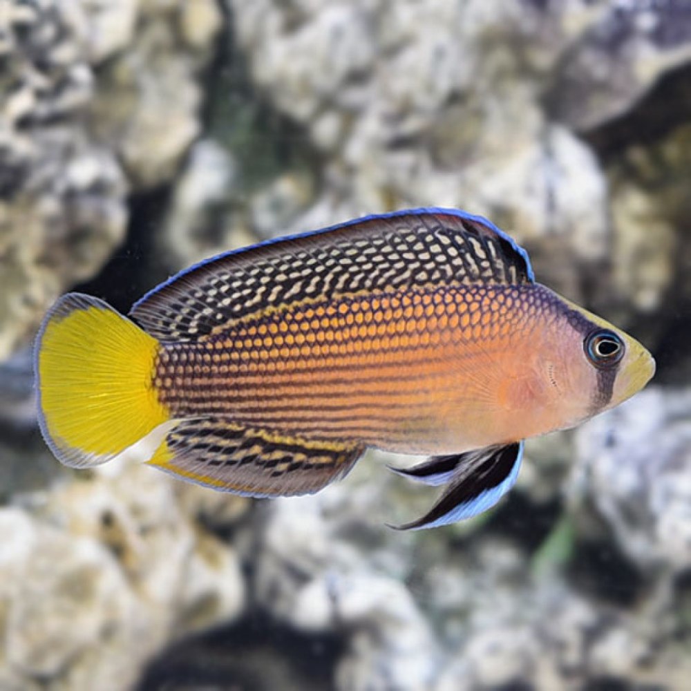 Pseudochromis elongatus
