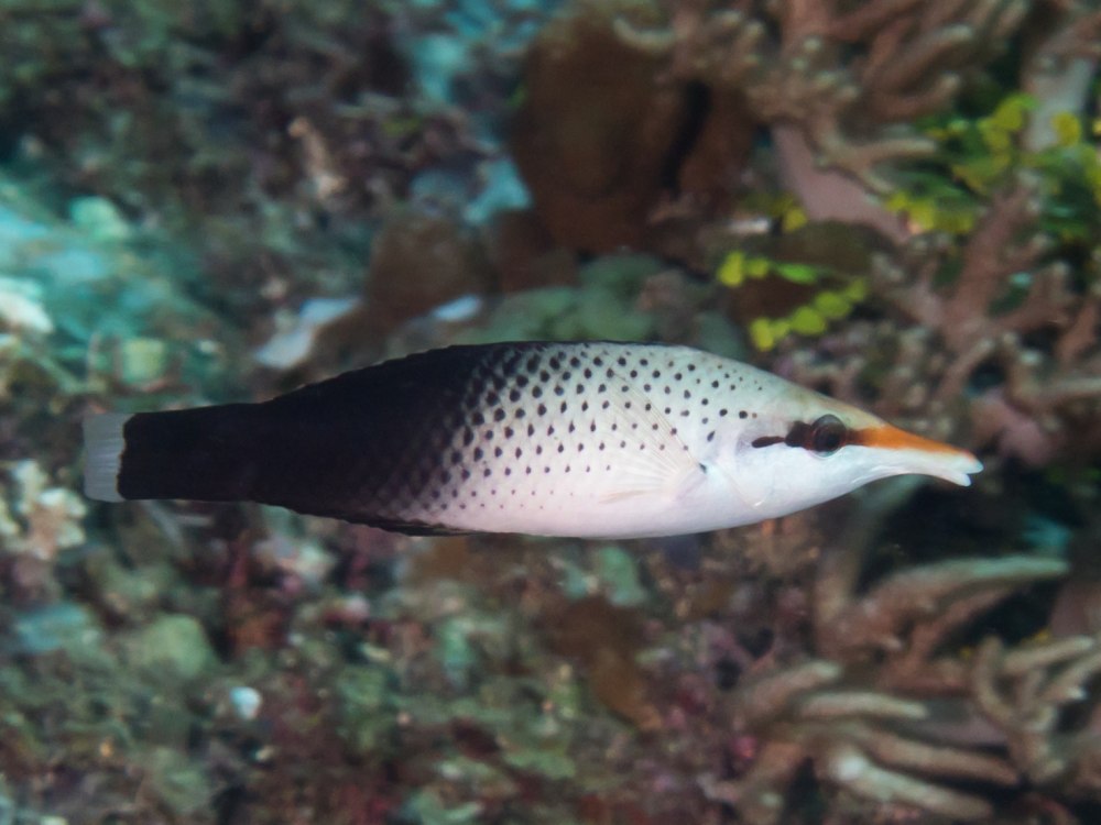 Gomphosus varius