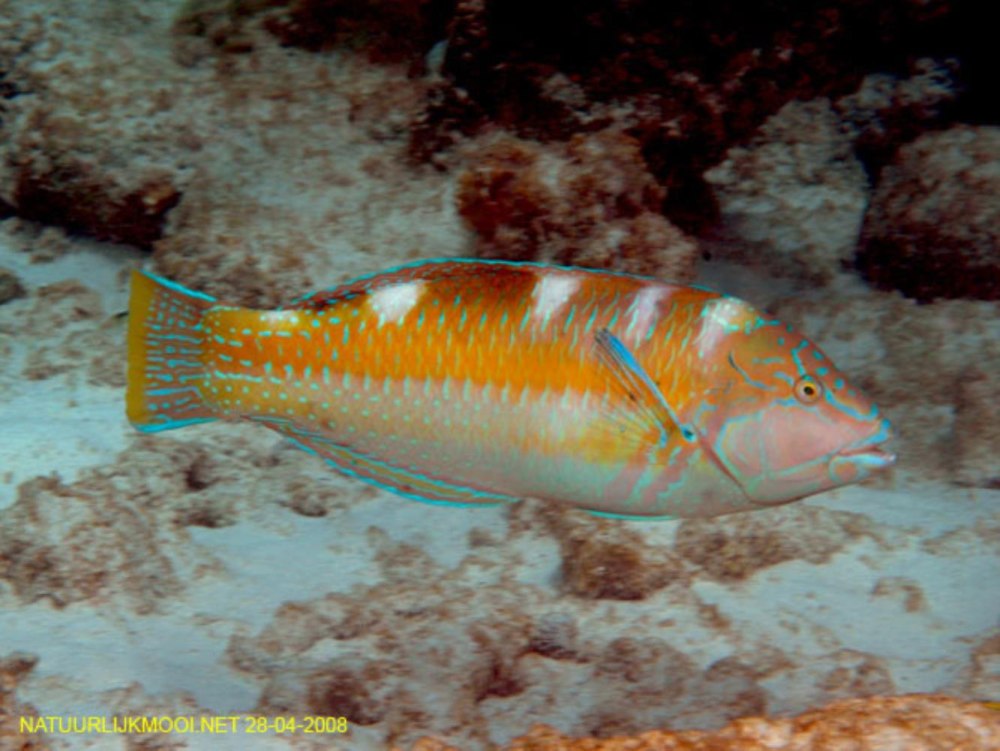 Lernaeenicus radiatus