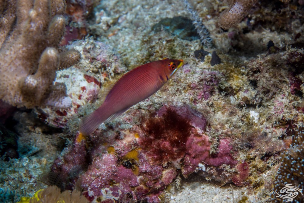 Pseudocheilinus evanidus