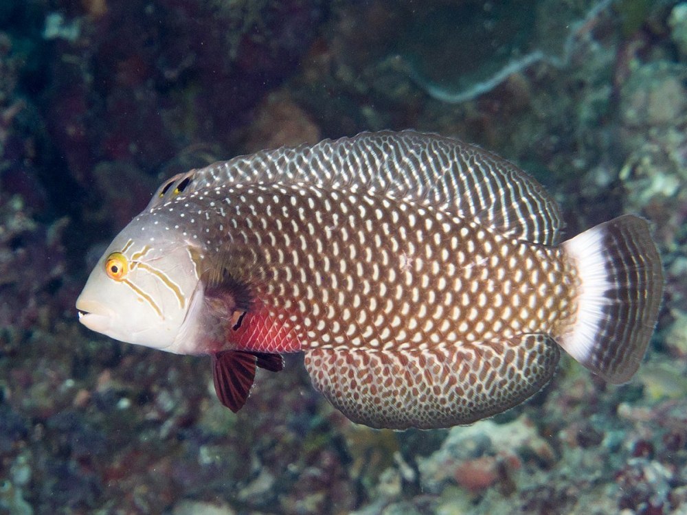 Novaculichthys taeniourus