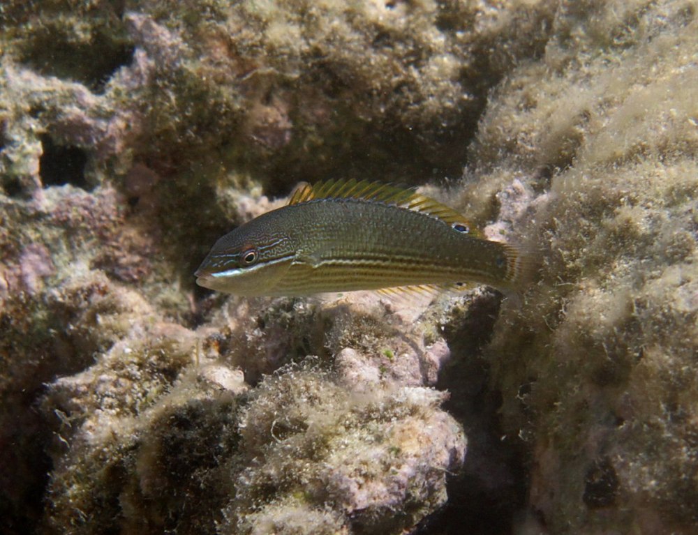 Stethojulis trilineata