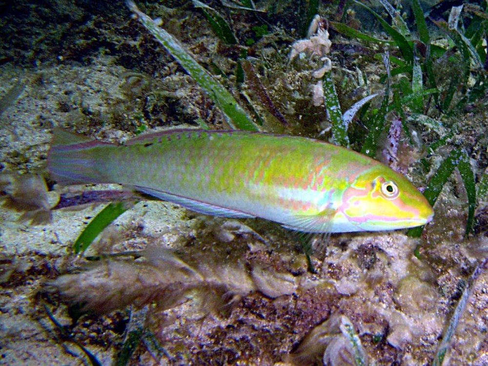 Тамарин узорчатый(туманный), m /Halichoeres nebulosus