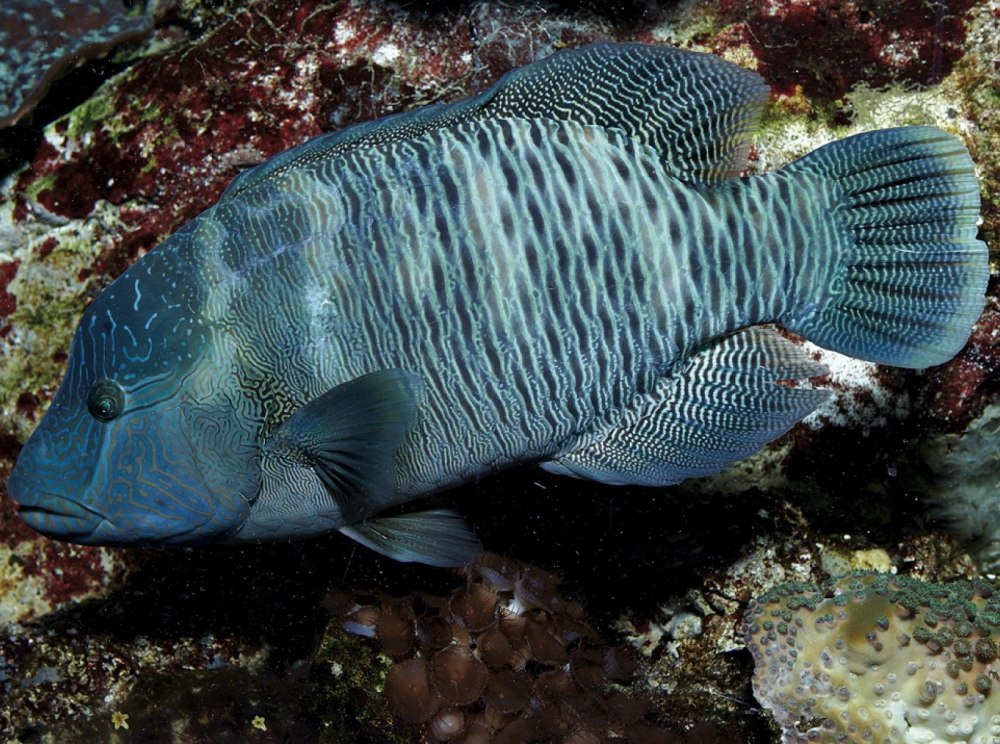 Cheilinus trilobatus