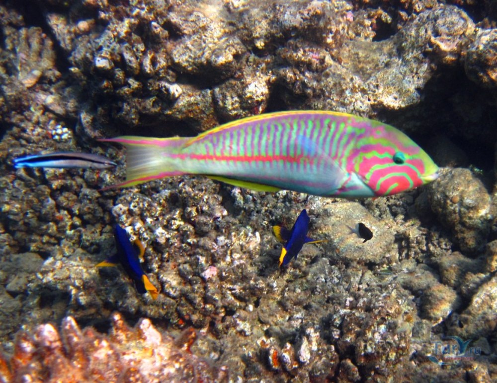 Губан Thalassoma purpureum