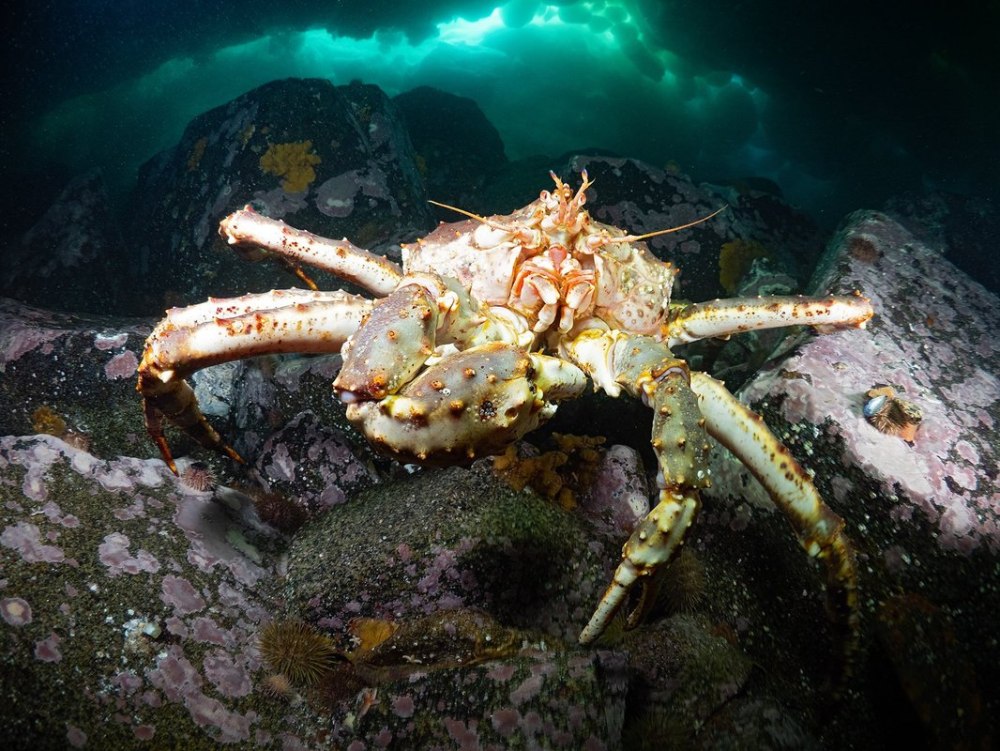 Крабы Охотского моря